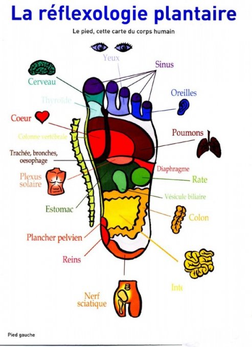 Réflexologie plantaire